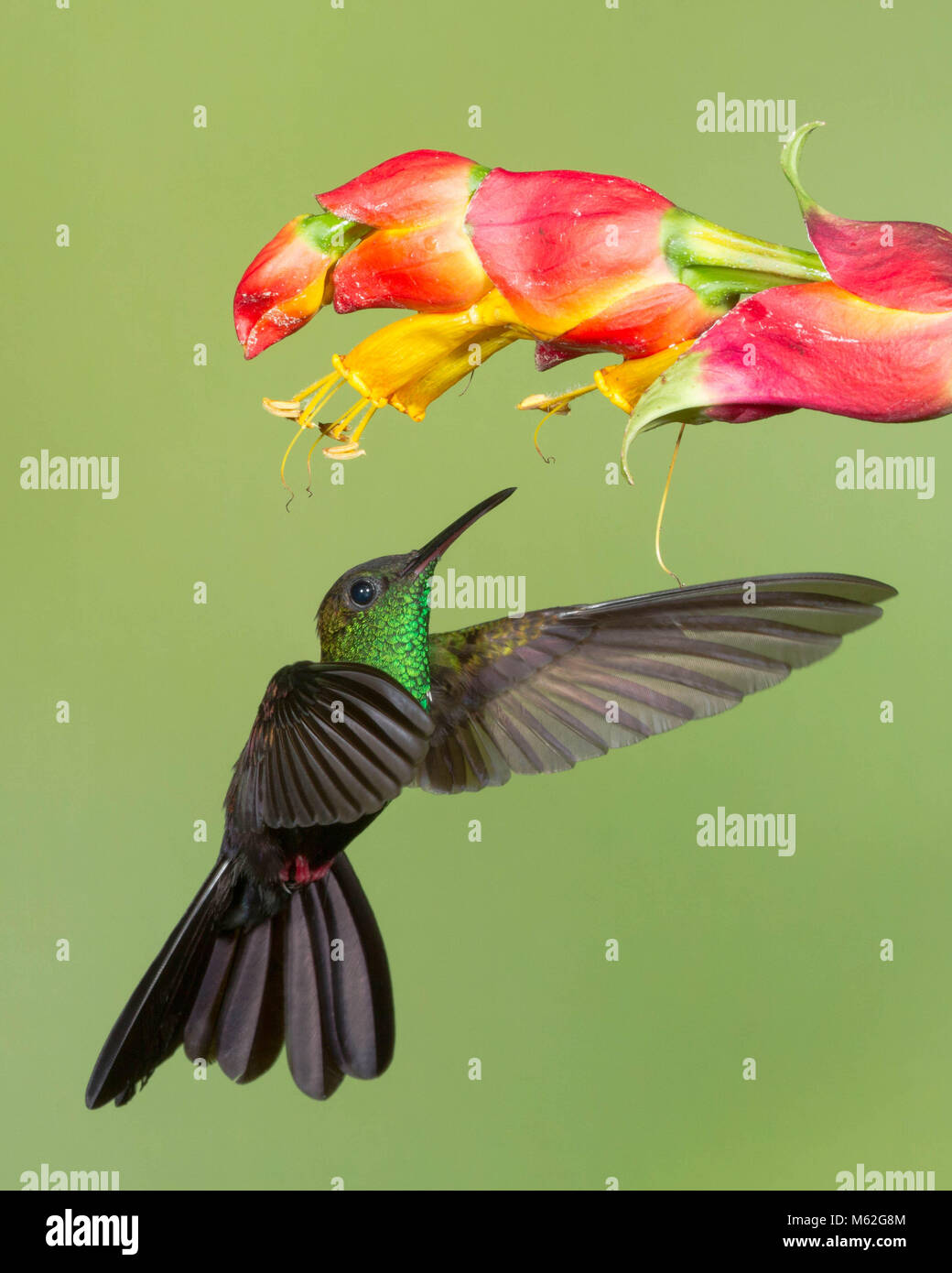 Bronzo-tailed Plumeleteer Hummingbird in bilico prima di un fiore Foto Stock