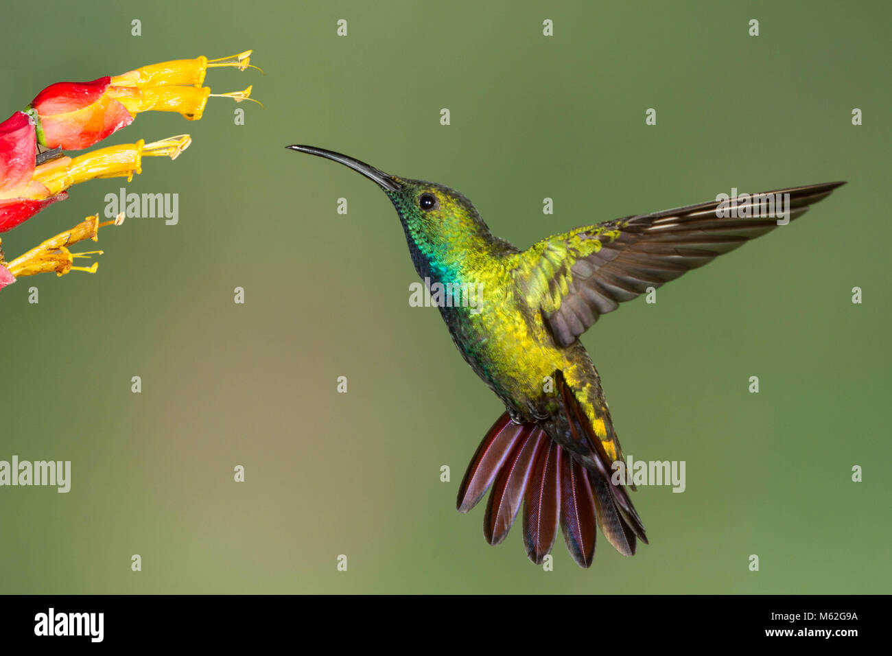 Verde-breasted Mango Hummingbird in bilico prima di un fiore Foto Stock