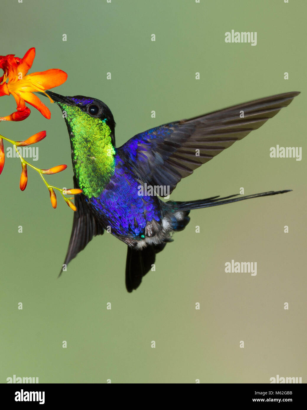 Viola-incoronato Woodnymph hummingbird alimentazione mentre in bilico in fiore Foto Stock