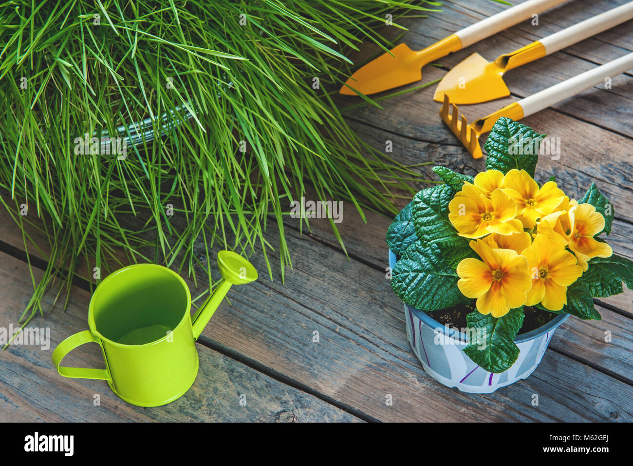 Primrose fiore giallo, erba, annaffiatoio, pala e rastrello per la cura delle piante. Il concetto di coltivazione di piante in casa e nel giardino della città. Foto Stock