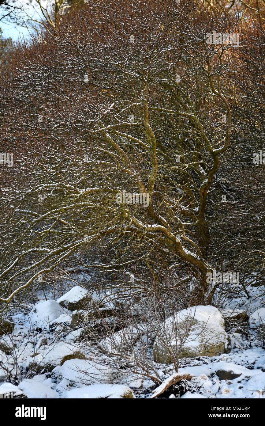 Coperchio Snoŵ sui rami di arbusto a Inverkip beach Foto Stock