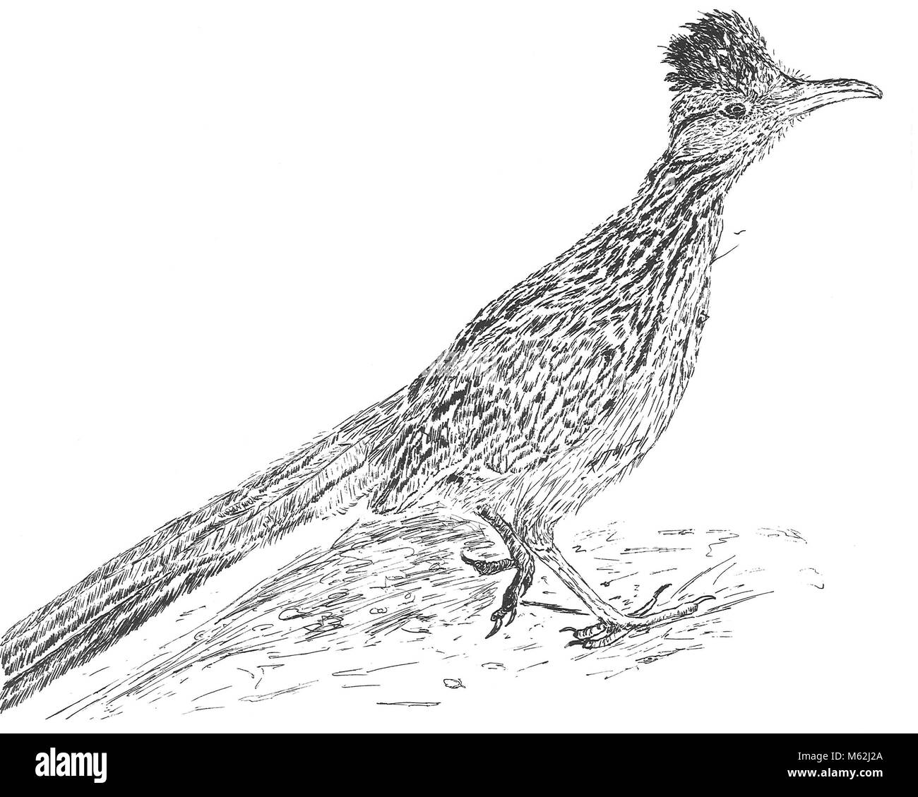 Roadrunner Foto Stock