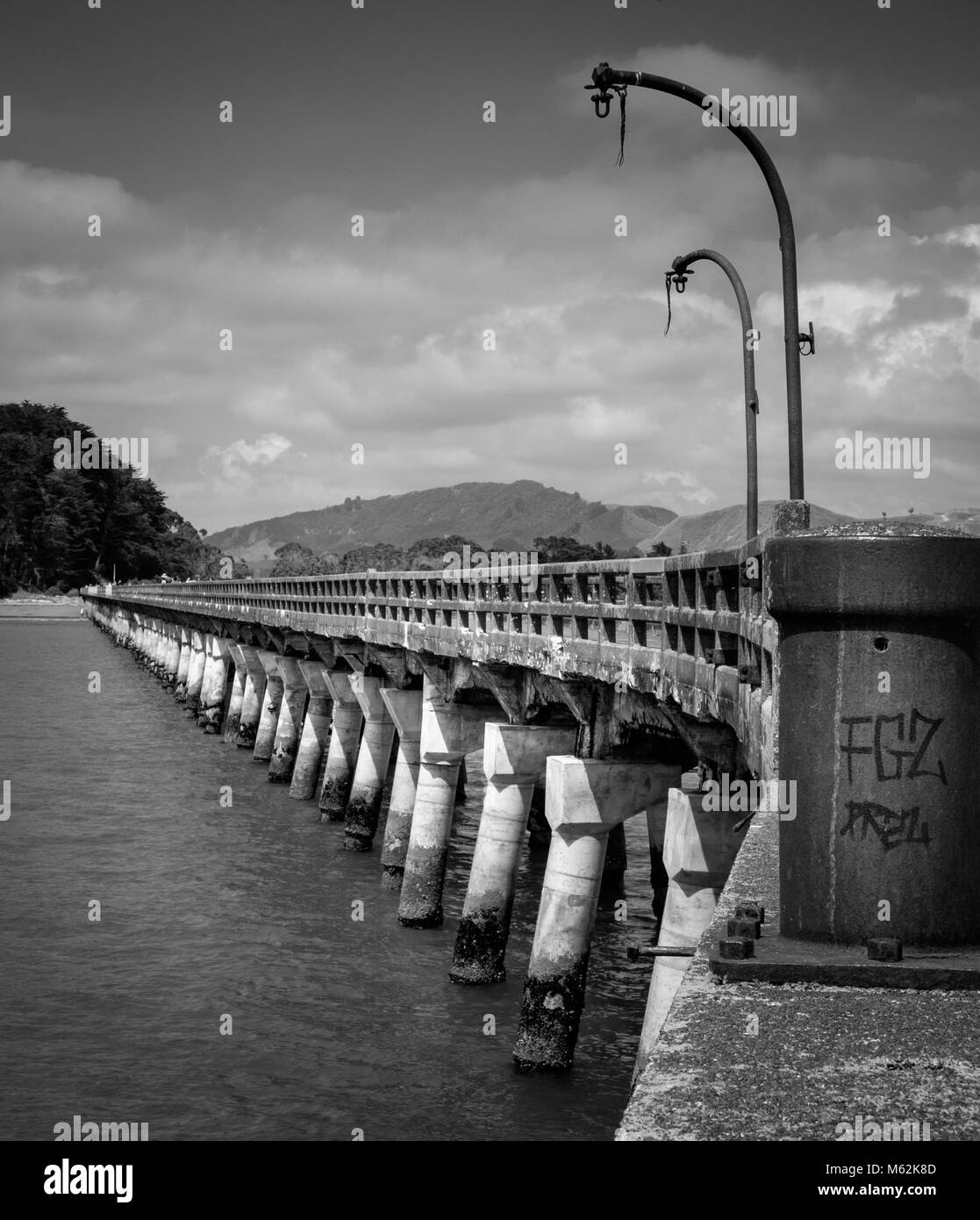 Nativo di Kiwi Tui Foto Stock