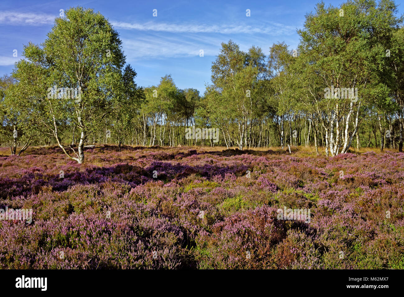 UK,Derbyshire,Peak District,Heather e argento Betulla sulla brughiera vicino a sorpresa Visualizza Foto Stock