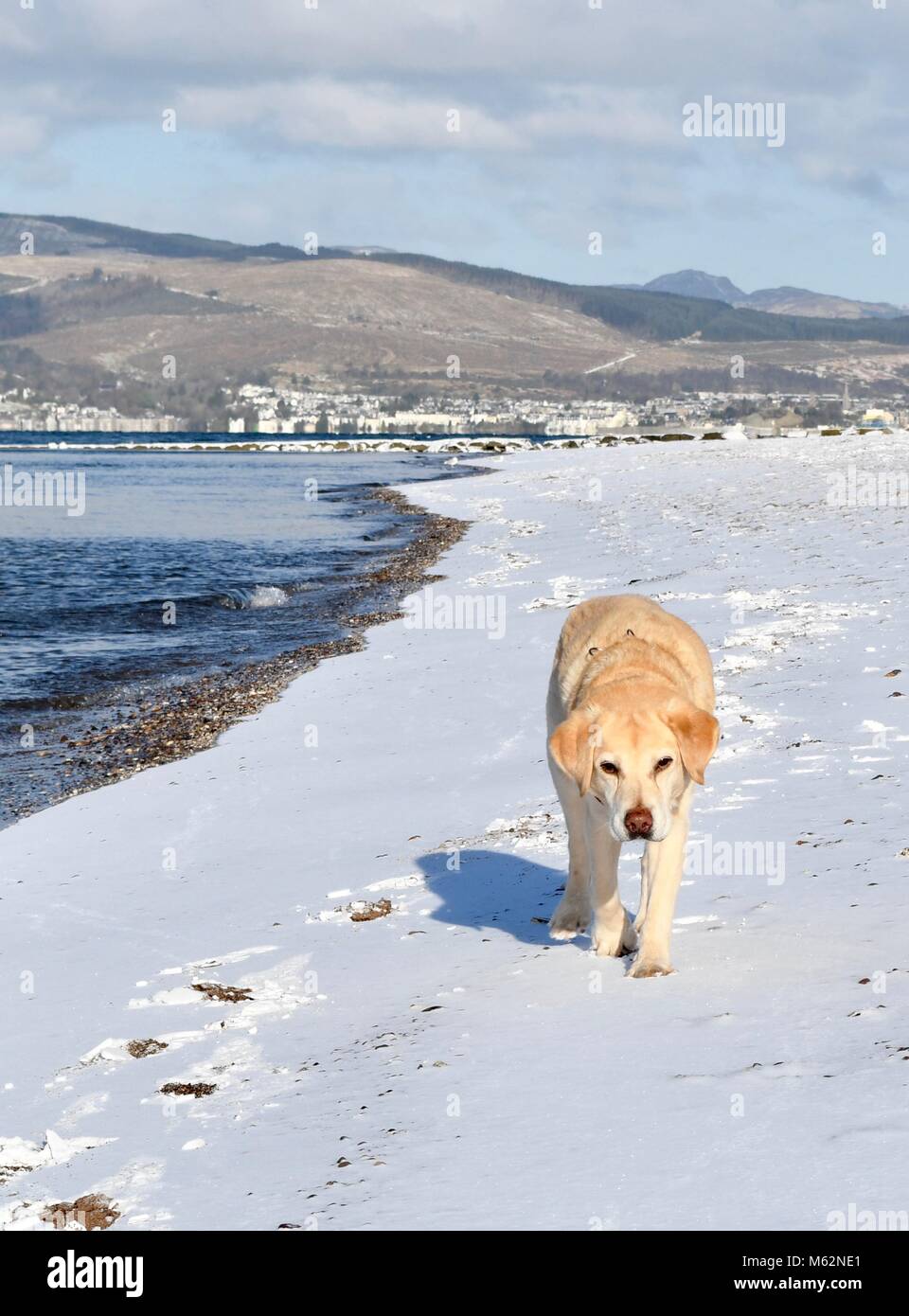 Il Labrador retriever camminando sulla spiaggia Inverkip nella neve Foto Stock