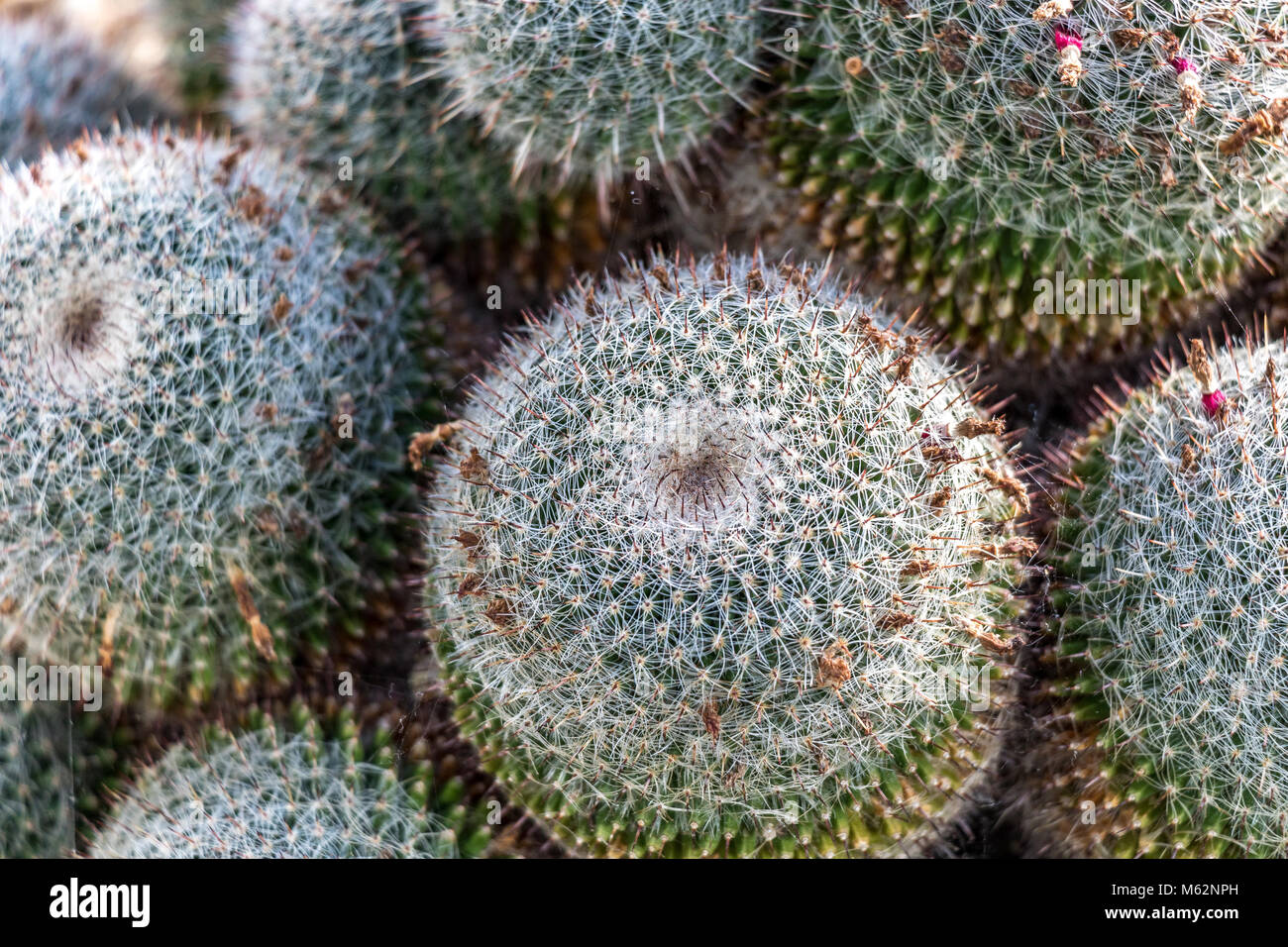 Close up di Mammillaria Varieaculeata cactus Foto Stock