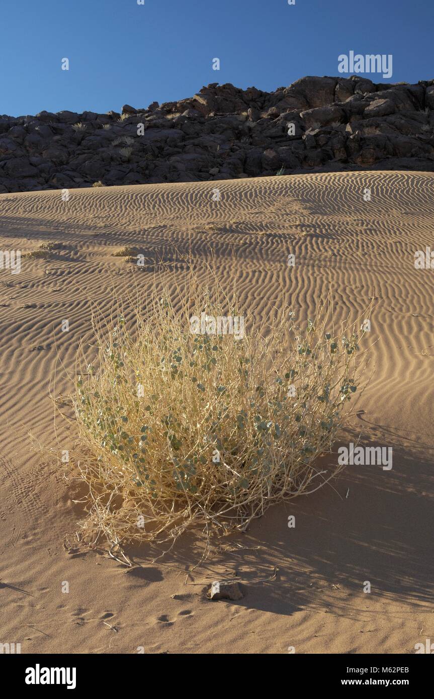 Strauch im Wüstensand Foto Stock