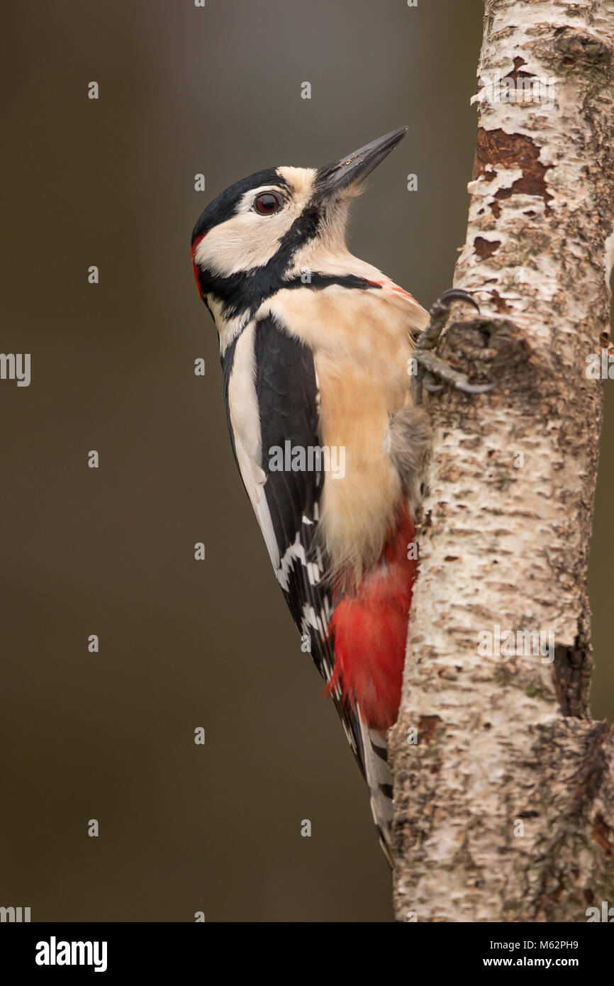 Chiudi vista laterale di selvaggio UK grande picchio uccello (Dendrocopos Major) isolato in inverno sul tronco d'albero di betulla argento. Picchio britannico in dettaglio. Foto Stock