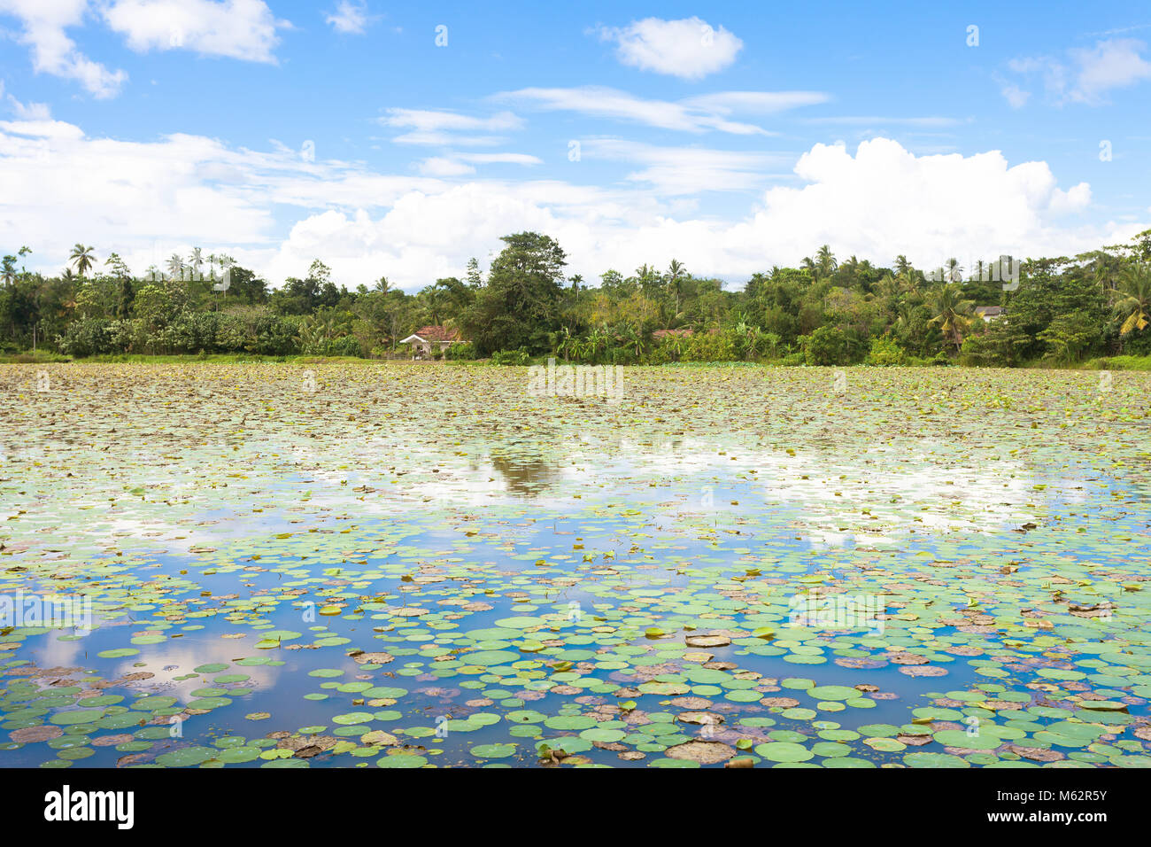 Lago di Matara, Sri Lanka, Asia - Tousands di ninfee sul lago vicino a Matara Foto Stock