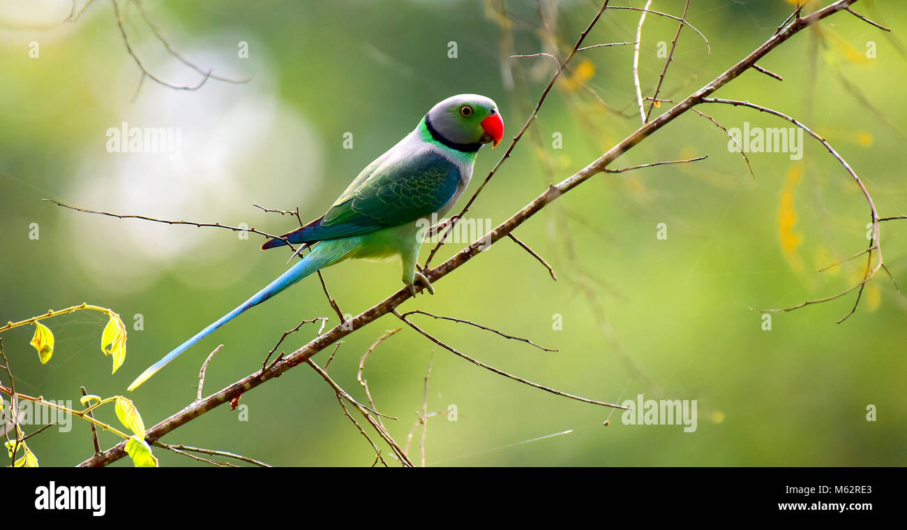 Questa è una wild parrot foto,sempre questo pappagallo è mostrato in buona colore verde,foto viene scattata nella Foresta idamalayar in Kerala, Foto Stock