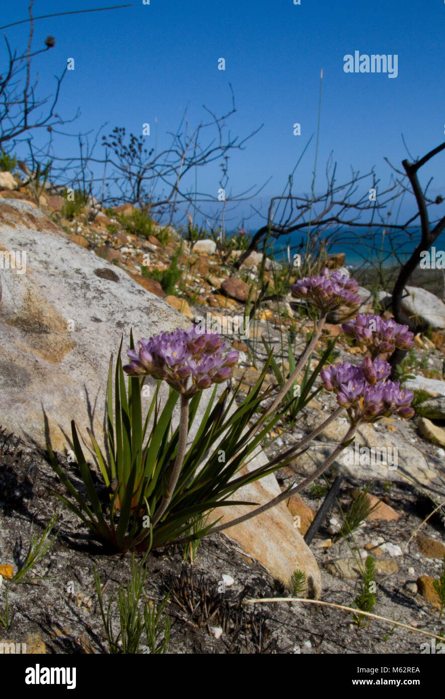 Fiori dopo il fuoco Foto Stock