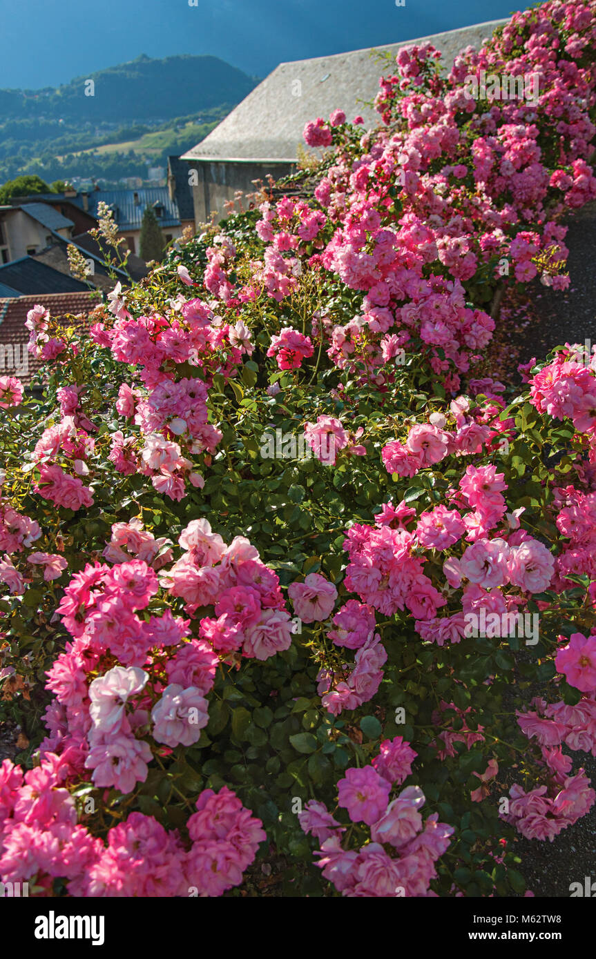 Close-up di fiori colorati in Conflans. Un borgo storico nelle vicinanze del Albertville. Dipartimento dell'Alta Savoia, Francia sudorientale. Foto Stock