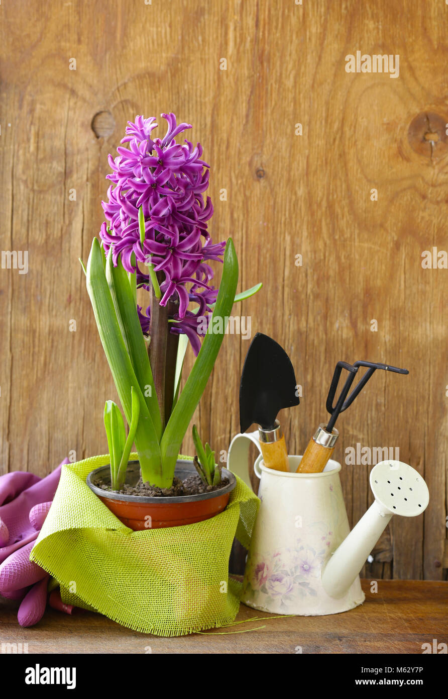 Home Giardinaggio - fiori ed erbe, degli strumenti e delle piante Foto Stock