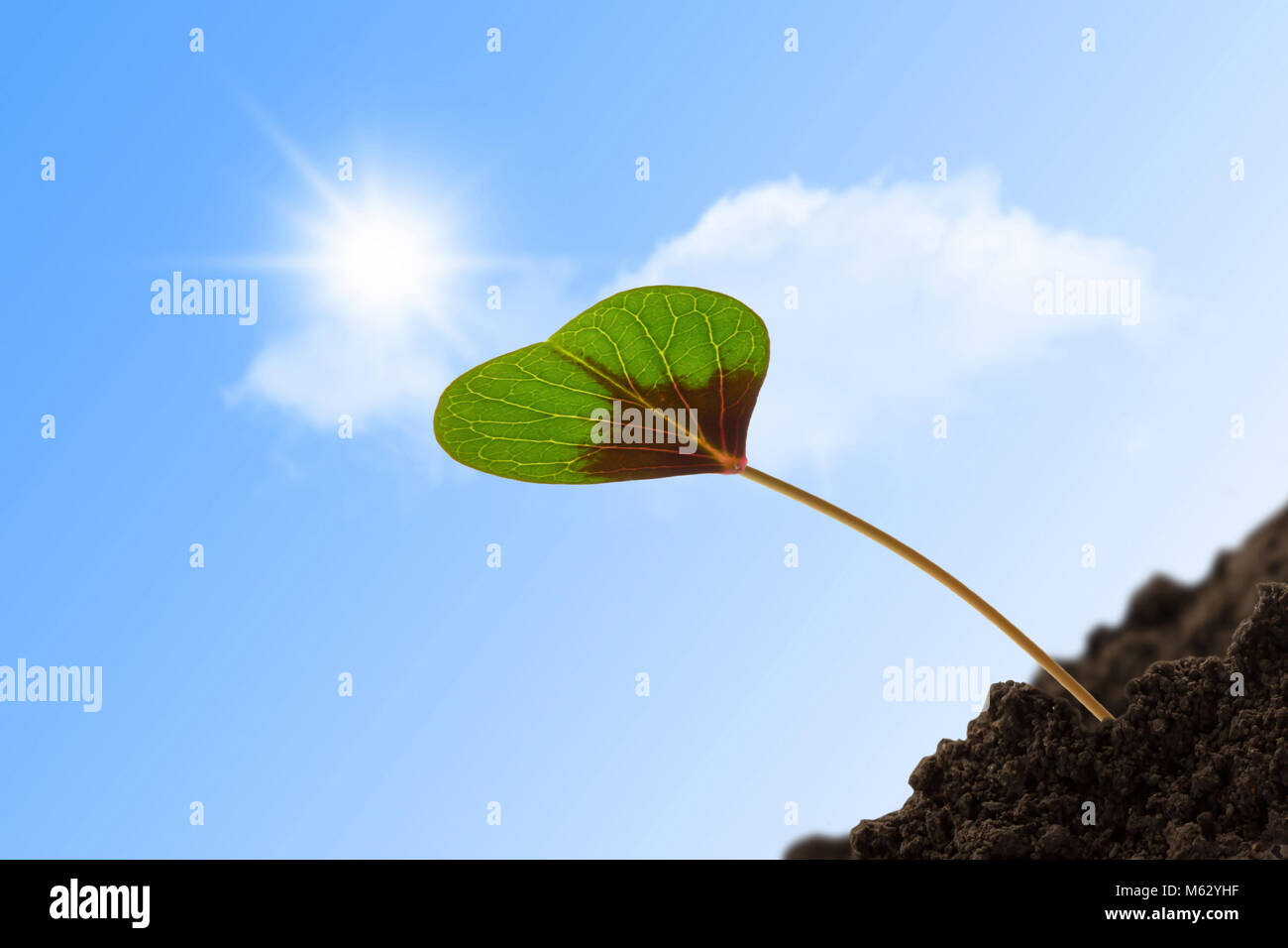 Giovane singolo a foglia di trifoglio cuore al sole Foto Stock
