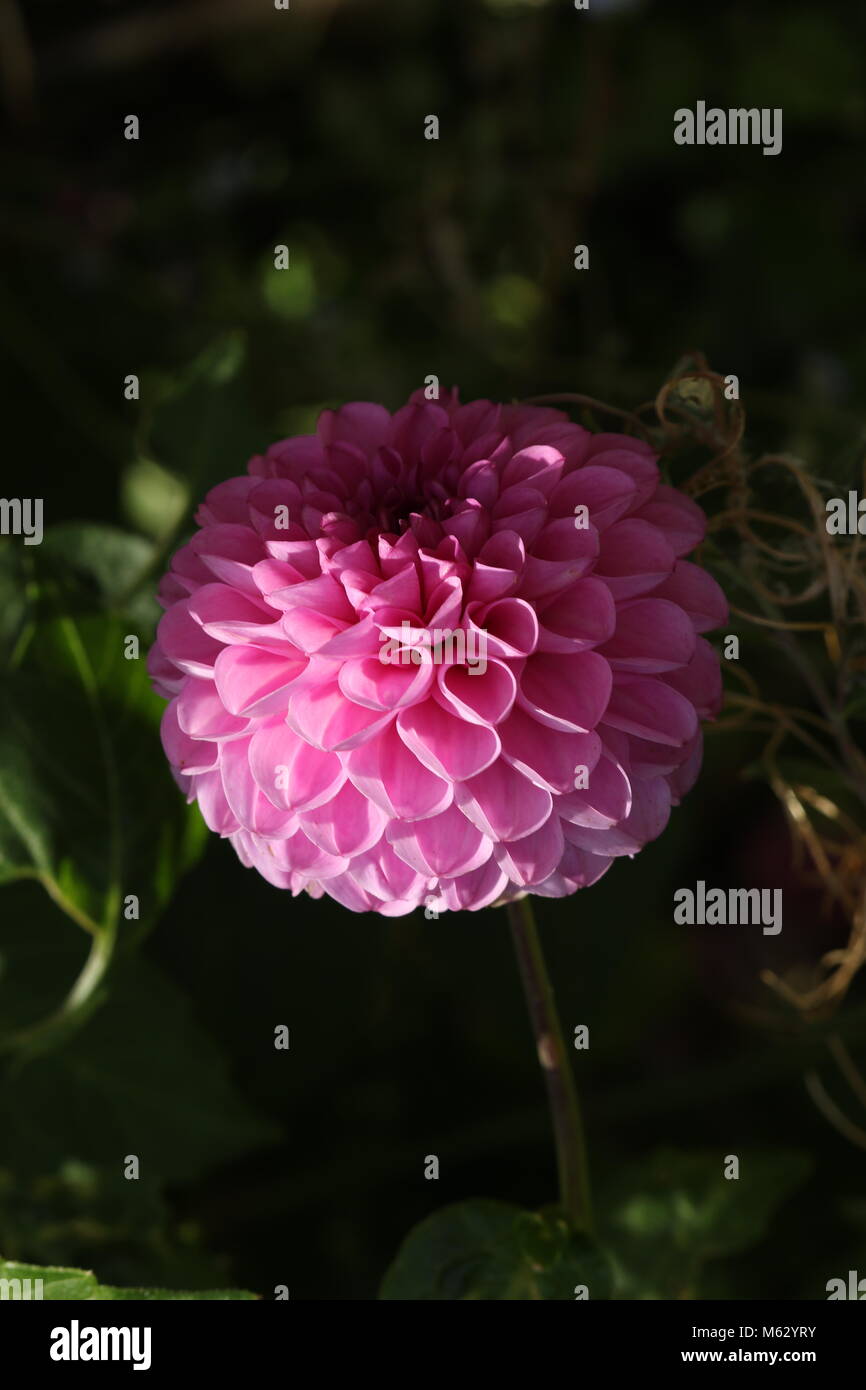 Cerchiata pinky flower Foto Stock