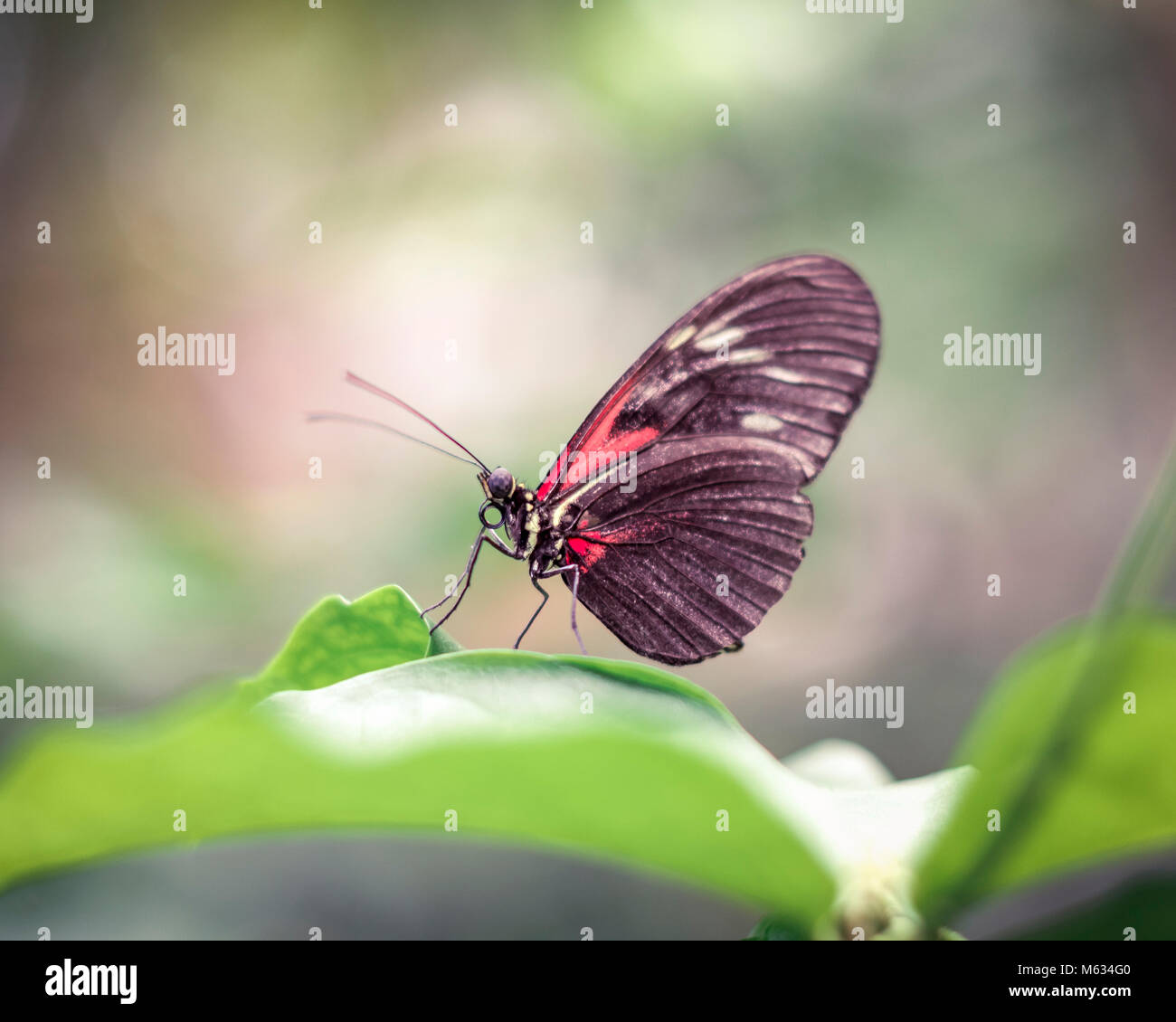 Fumoso sognante con sfondo colorato di rosso farfalla alato permanente sulla foglia Foto Stock