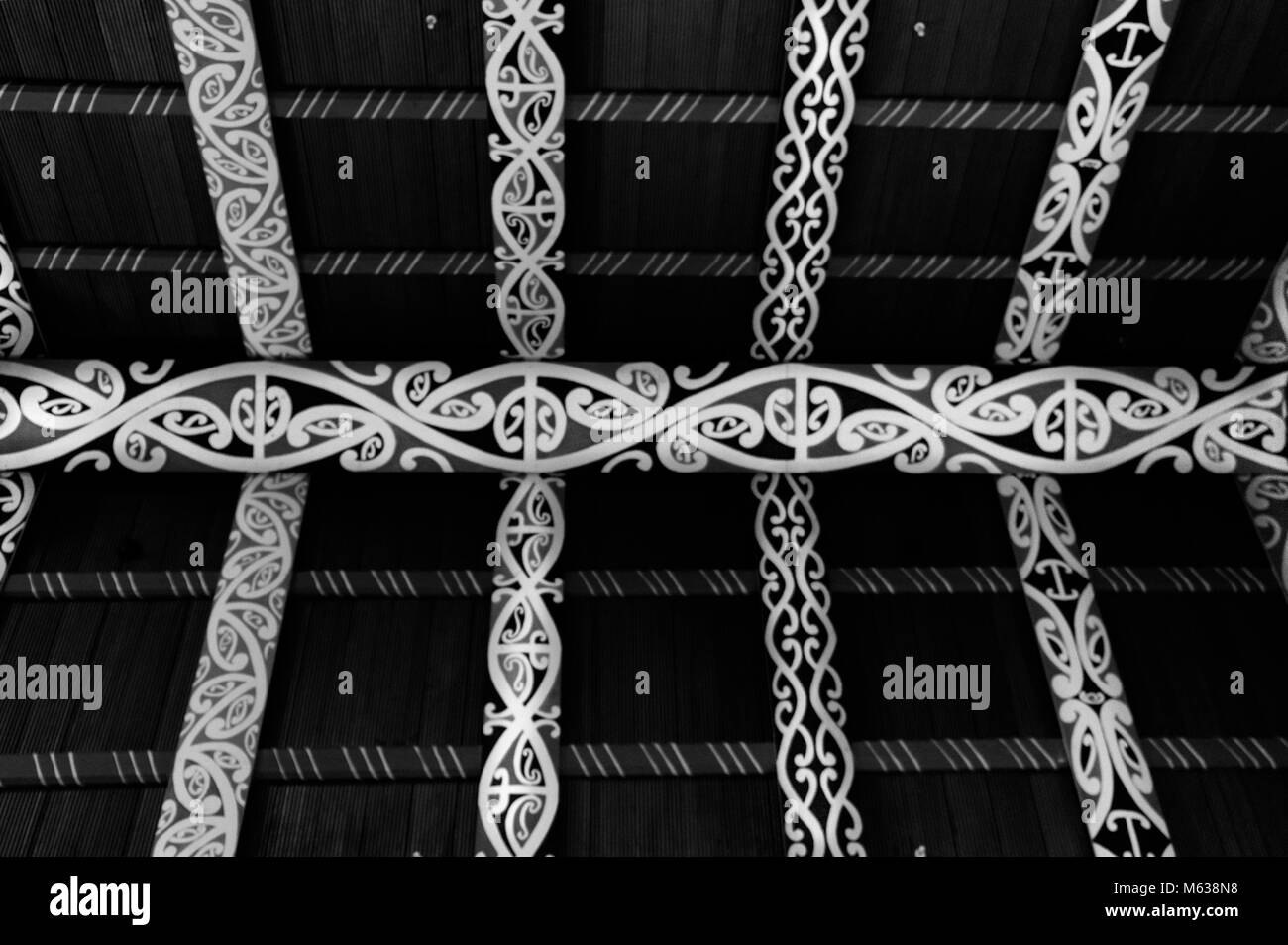 Nativo di Kiwi Tui Foto Stock