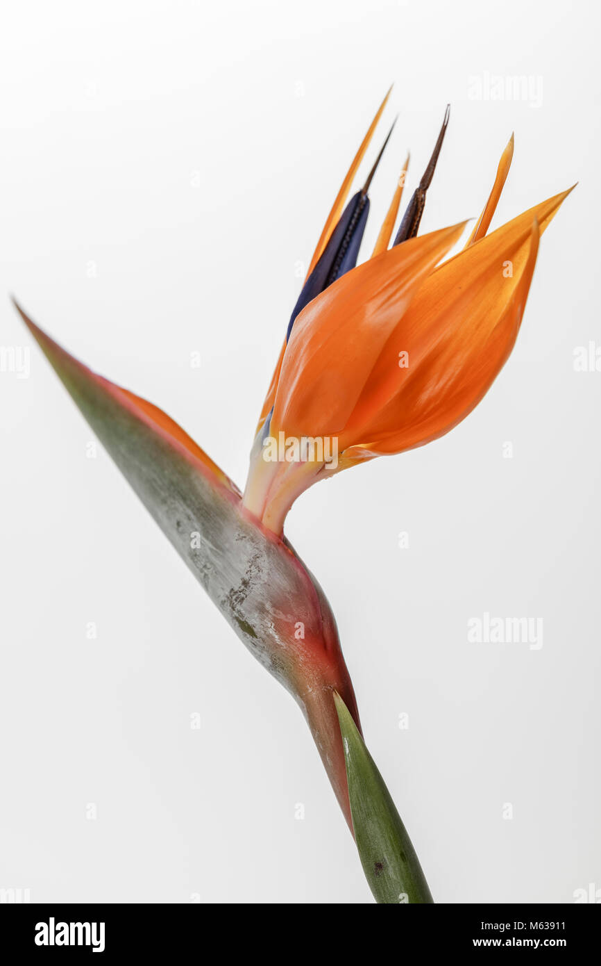 Uccello del paradiso fiore (strelitzia) contro uno sfondo bianco Foto Stock