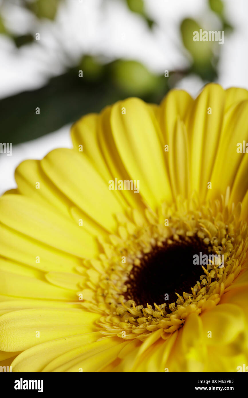 Close up di un giallo fiore di gerbera contro uno sfondo bianco. Ci sono verdi bacche e foglie in background Foto Stock