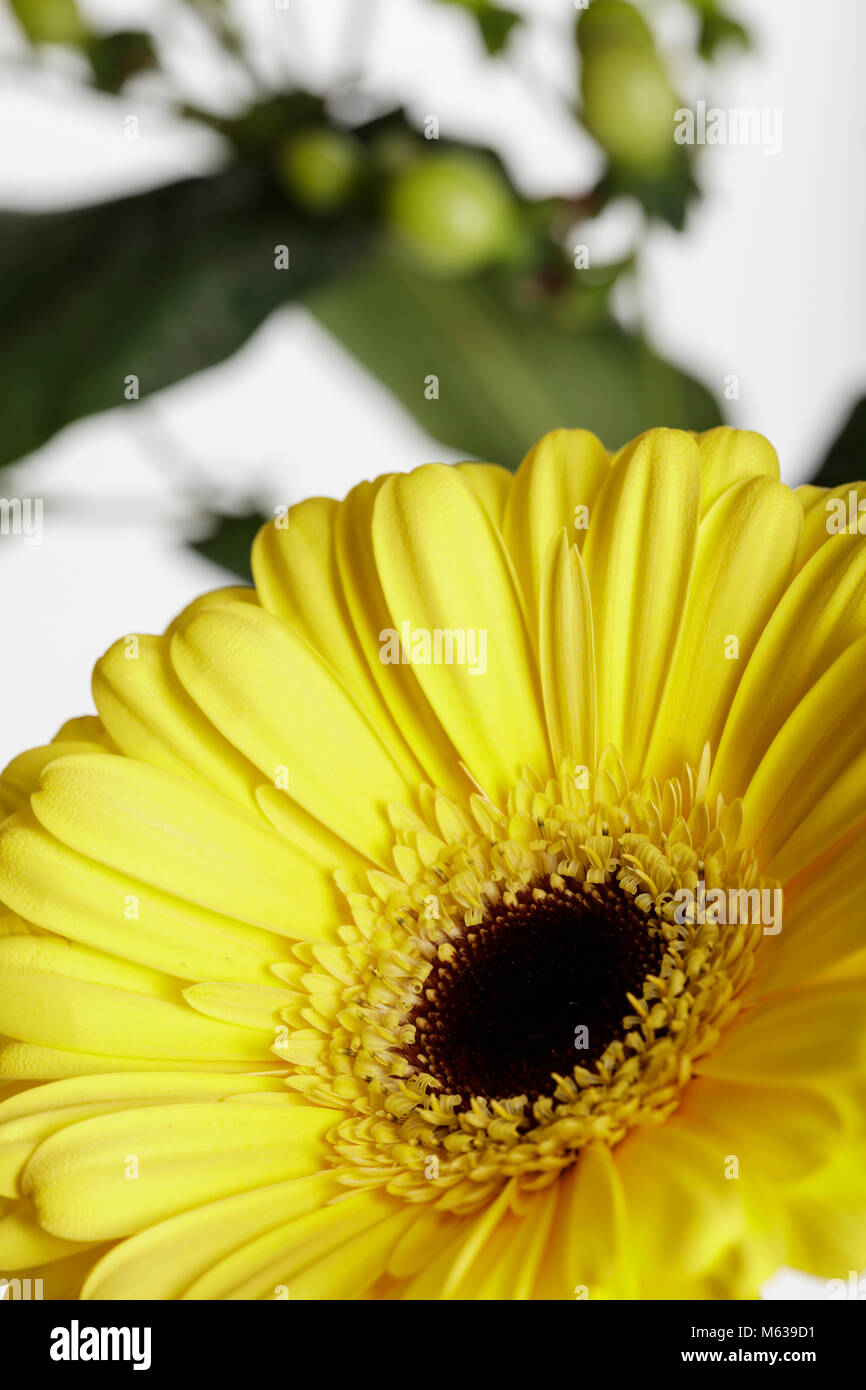 Close up di un giallo fiore di gerbera contro uno sfondo bianco. Ci sono verdi bacche e foglie in background Foto Stock