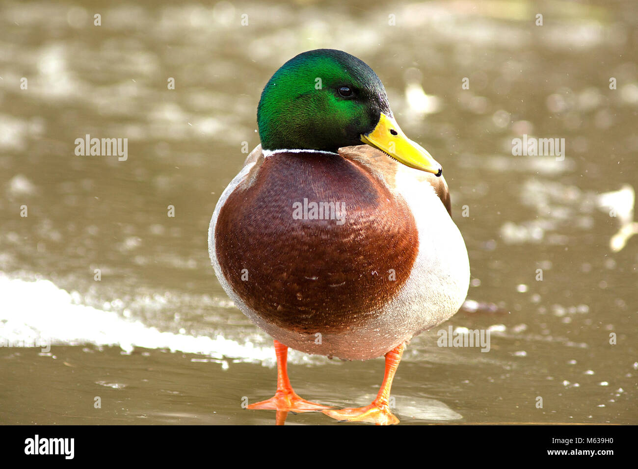 anatra del germano reale Foto Stock