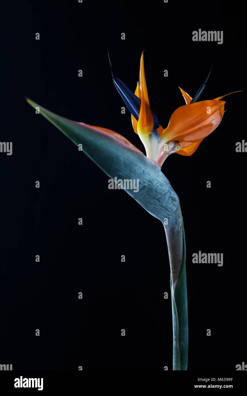 Uccello del paradiso fiore (strelitzia) contro uno sfondo di colore nero Foto Stock