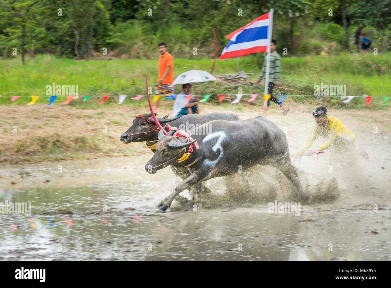 Chonburi, Tailandia - 16 Luglio 2017: Buffaloes racing sul riso fattoria, l'evento annuale in Chonburi, Thailandia Foto Stock