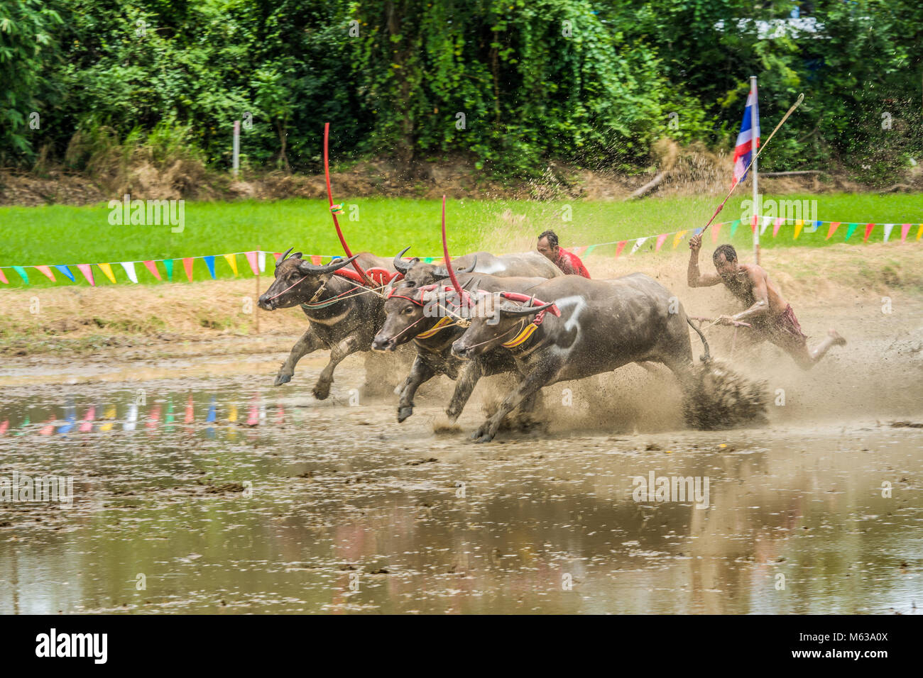 Chonburi, Tailandia - 16 Luglio 2017: Buffaloes racing sul riso fattoria, l'evento annuale in Chonburi, Thailandia Foto Stock