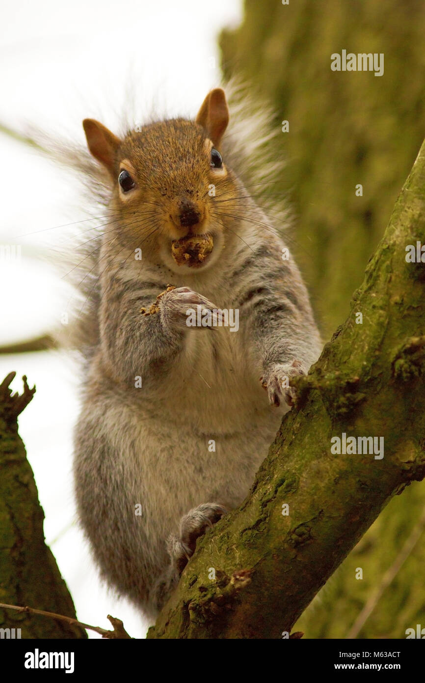 Scoiattolo di alimentazione Foto Stock