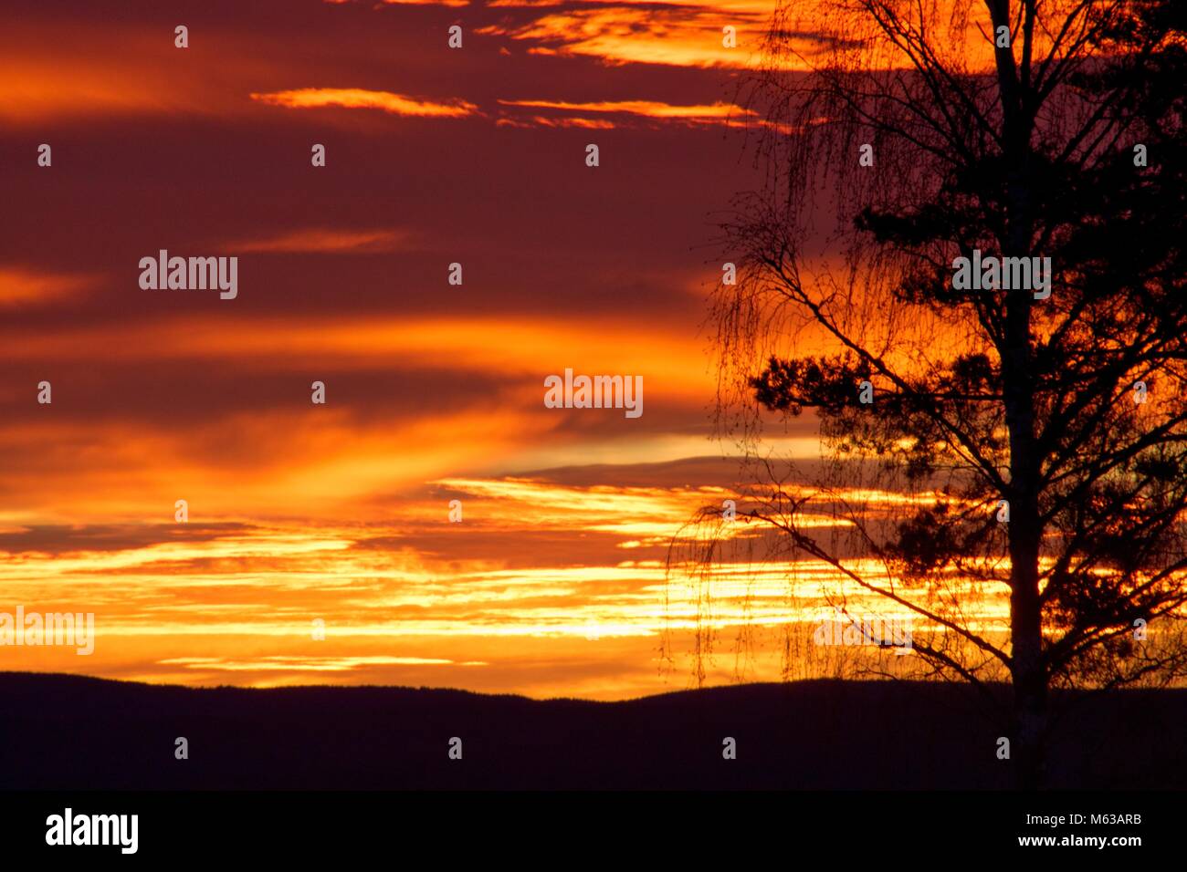 Bellissima alba con tree silhouette. Foto Stock