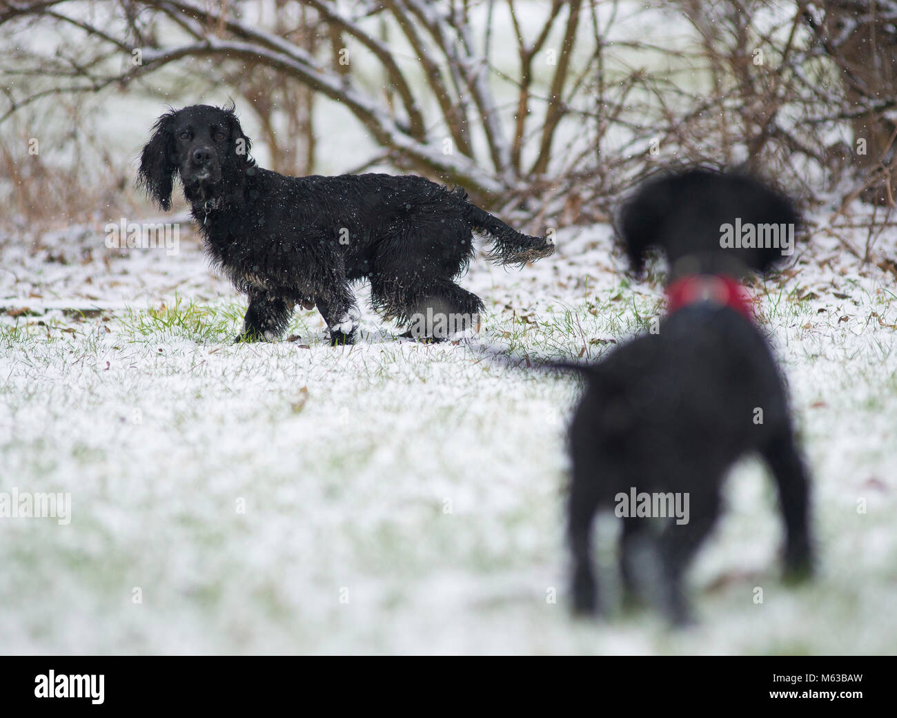 Cocker Spaniel della neve. Foto Stock