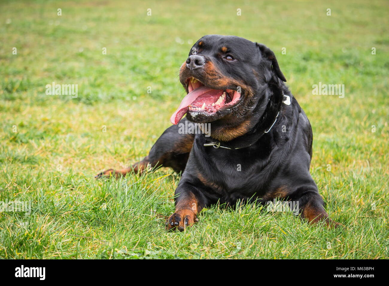 Un cane rottweiler che orologi e attende il suo padrone la ordini mentre sdraiato Foto Stock