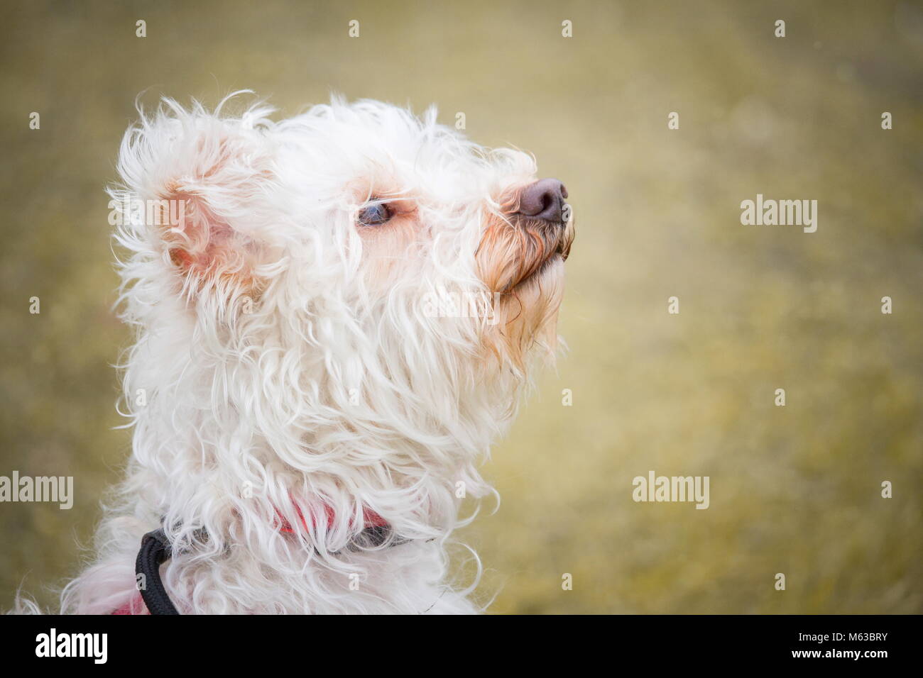 Un ritratto di un piccolo cane bianco con i capelli ricci con un tenero e attento sguardo Foto Stock