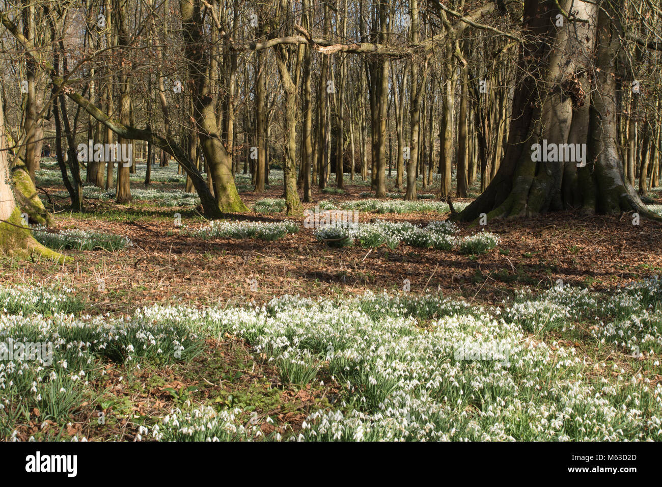 Boschi di faggio rivestito con bucaneve nel mese di febbraio al Welford Park, Berkshire, Regno Unito Foto Stock