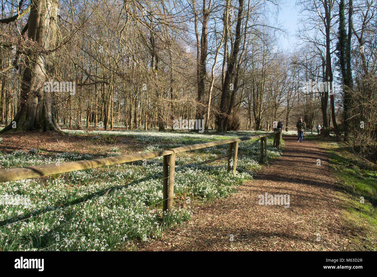 Boschi di faggio rivestito con bucaneve nel mese di febbraio al Welford Park, Berkshire, Regno Unito Foto Stock