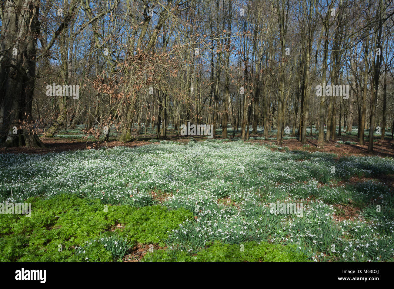 Boschi di faggio rivestito con bucaneve nel mese di febbraio al Welford Park, Berkshire, Regno Unito Foto Stock