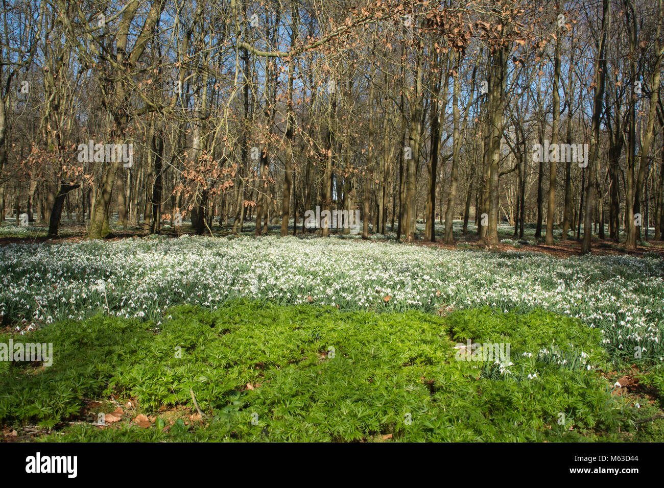 Boschi di faggio rivestito con bucaneve nel mese di febbraio al Welford Park, Berkshire, Regno Unito Foto Stock