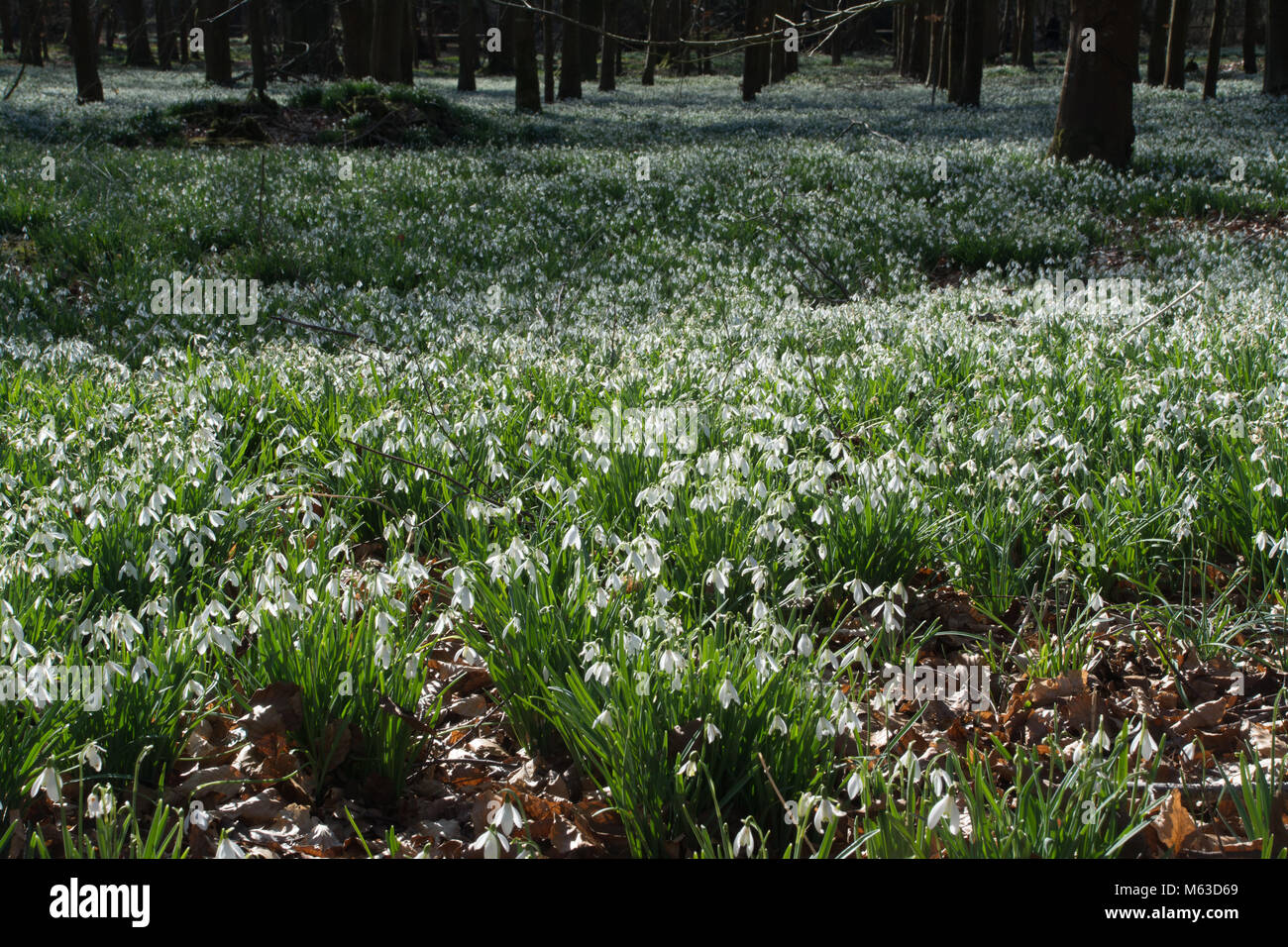 Boschi di faggio rivestito con bucaneve nel mese di febbraio al Welford Park, Berkshire, Regno Unito Foto Stock