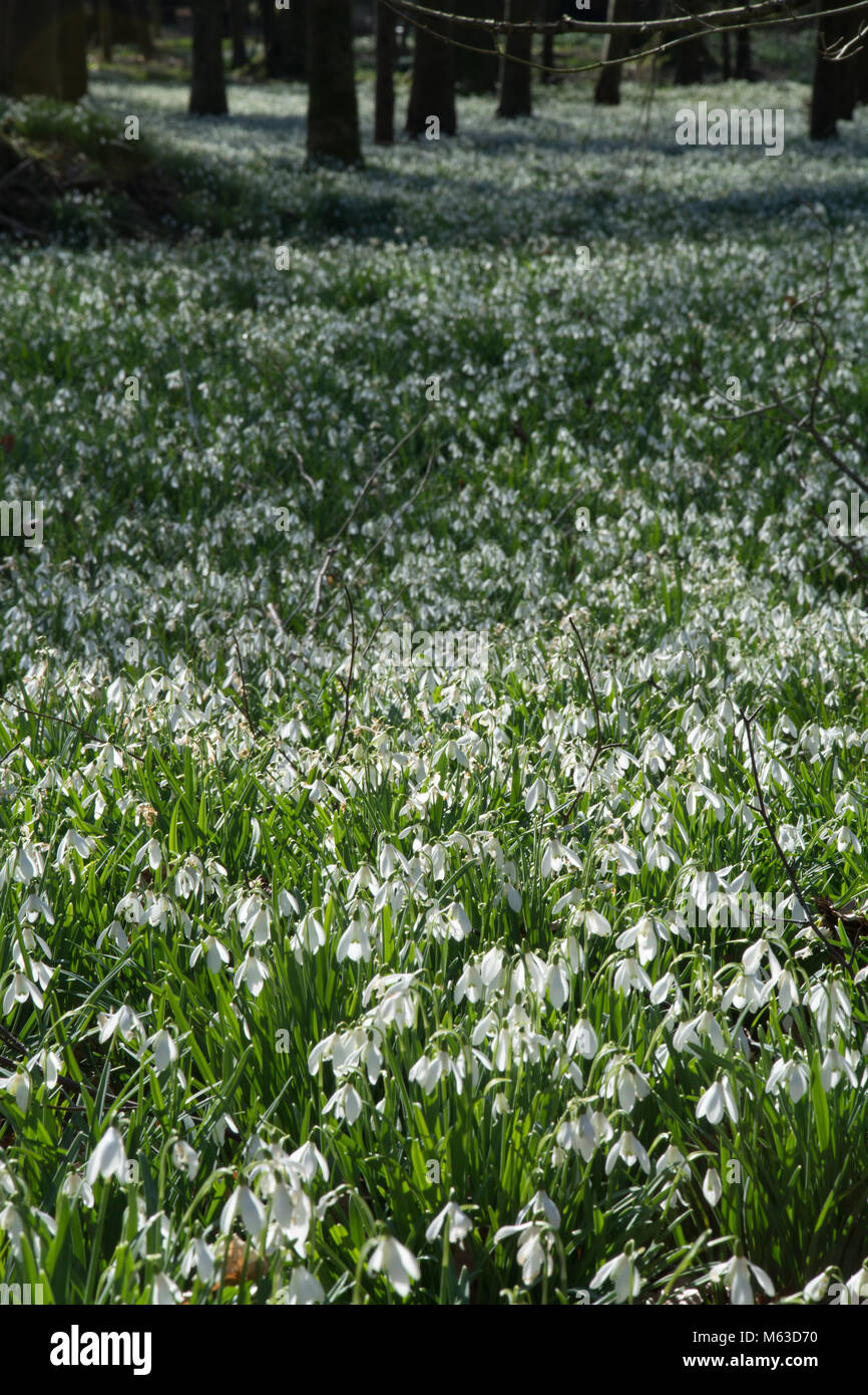 Boschi di faggio rivestito con bucaneve nel mese di febbraio al Welford Park, Berkshire, Regno Unito Foto Stock