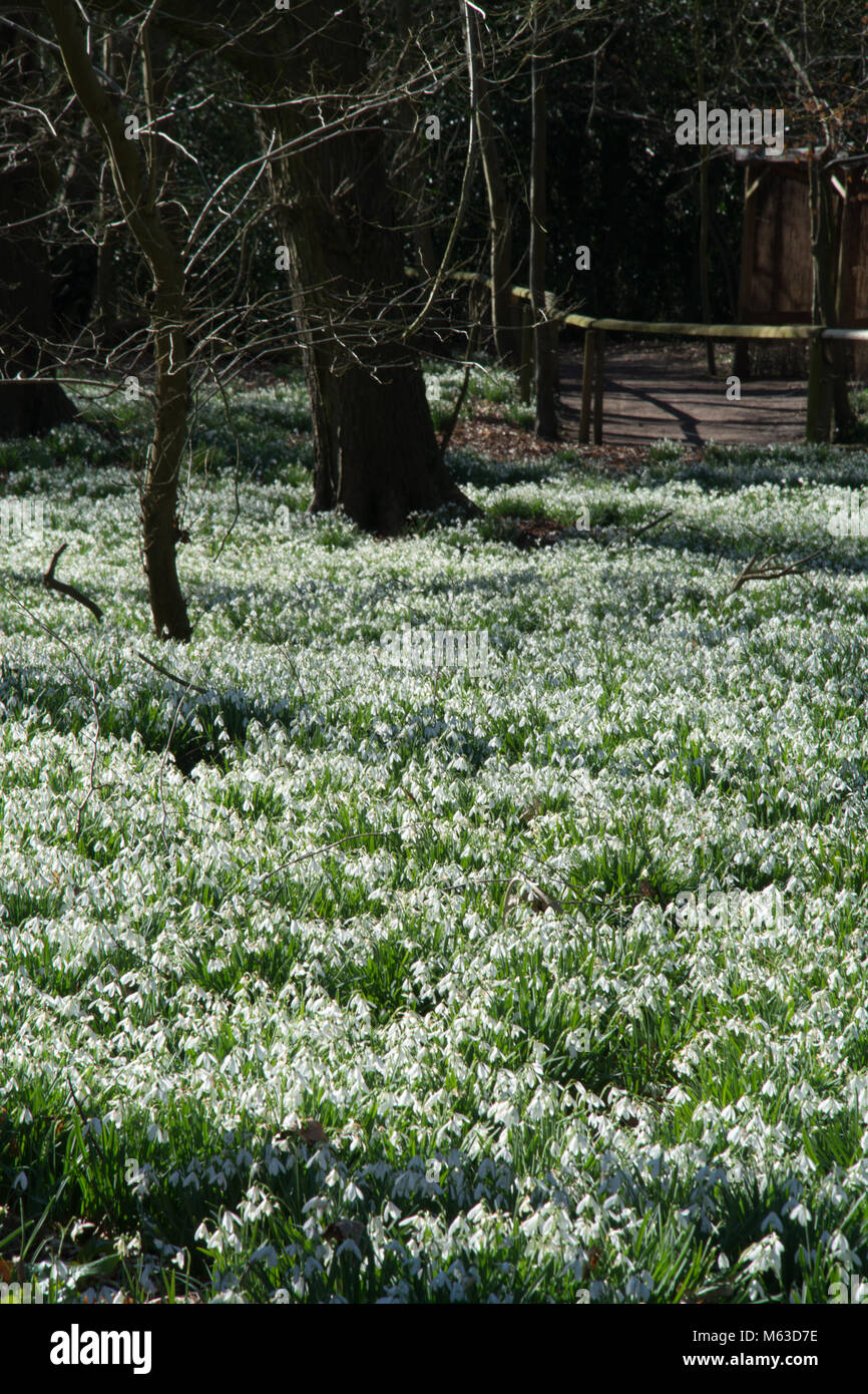 Boschi di faggio rivestito con bucaneve nel mese di febbraio al Welford Park, Berkshire, Regno Unito Foto Stock