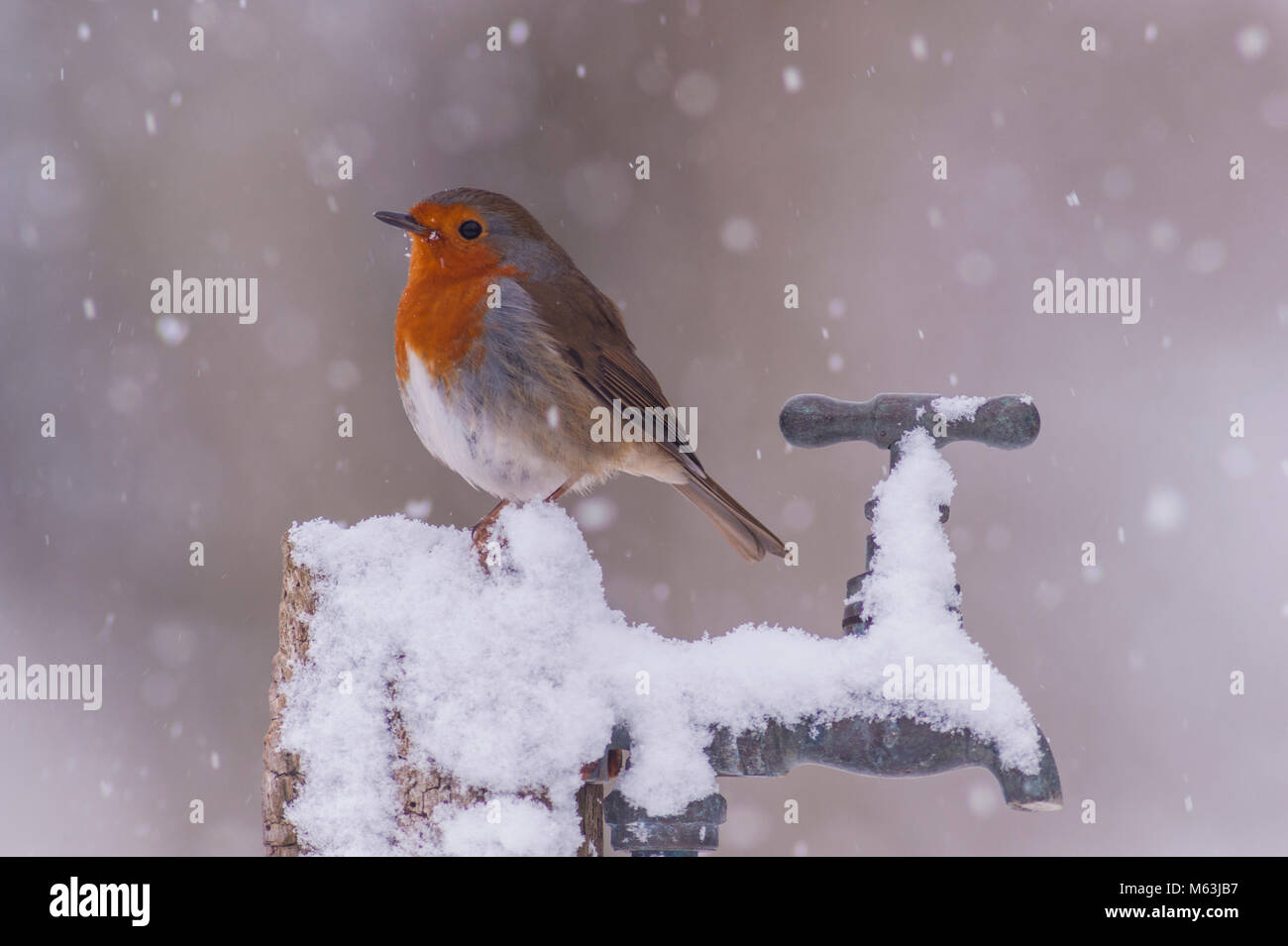 Norfolk , Inghilterra , Regno Unito. Il 28 febbraio 2018. Un Robin (Erithacus rubecula) alimentazione in condizioni di congelamento in un giardino di Norfolk. Credito: Tim Oram/Alamy Live News Foto Stock