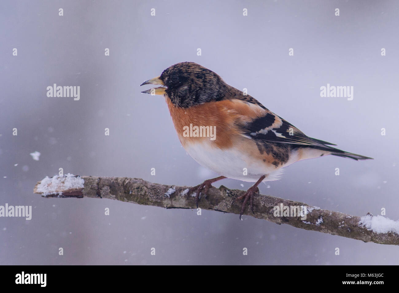 Norfolk , Inghilterra , Regno Unito. Il 28 febbraio 2018. Un Brambling (Fringilla montifringilla) alimentazione in condizioni di congelamento in un giardino di Norfolk. Credito: Tim Oram/Alamy Live News Foto Stock