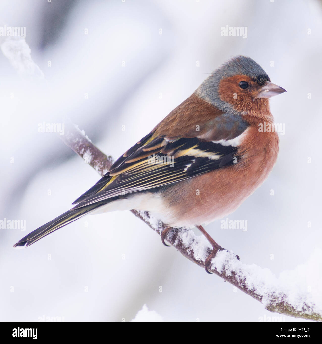 Norfolk , Inghilterra , Regno Unito. Il 28 febbraio 2018. Un maschio (fringuello Fringilla coelebs) alimentazione in condizioni di congelamento in un giardino di Norfolk. Credito: Tim Oram/Alamy Live News Foto Stock