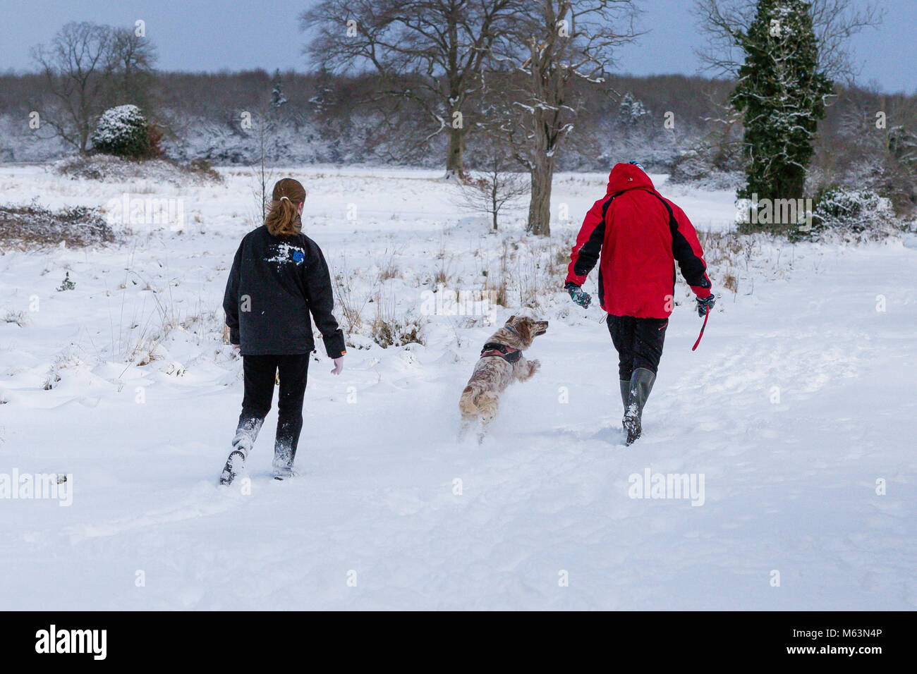 Celbridge, Kildare, Irlanda. 28 FEB 2018: Irlanda meteo. Bestia da est hits città irlandese. Neve pesante caduta in Celbridge. Cane godendo il camminare nella neve a Castletown Park a Celbridge. Foto Stock