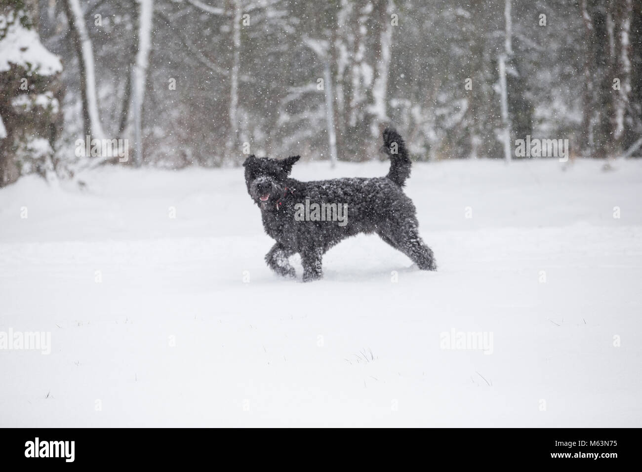 Celbridge, Kildare, Irlanda. 28 FEB 2018: Irlanda meteo. Bestia da est hits città irlandese. Neve pesante caduta in Celbridge. Foto Stock