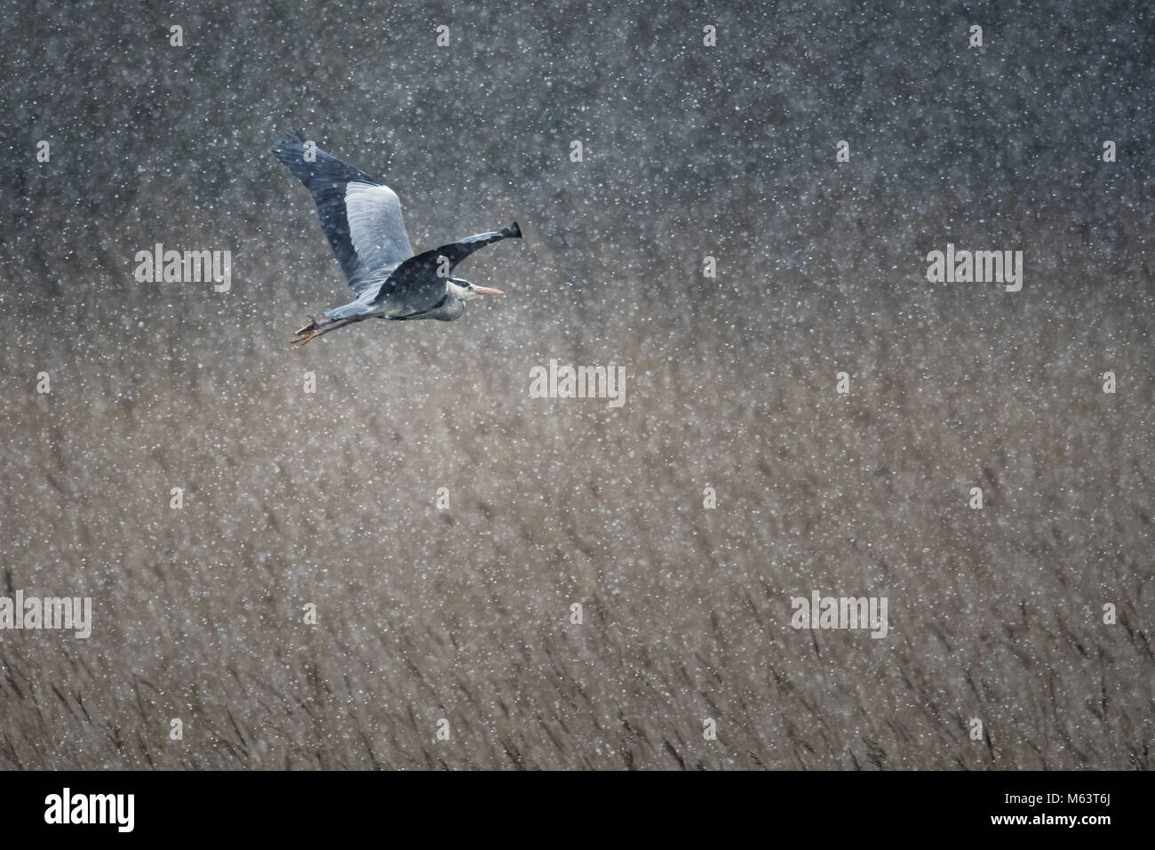 Marazion, Cornwall, Regno Unito. Il 28 febbraio 2018. Un Airone braves la 'bestia da est' come la neve arriva in Cornovaglia. Credit Neil Henderson/Alamy Live News Foto Stock