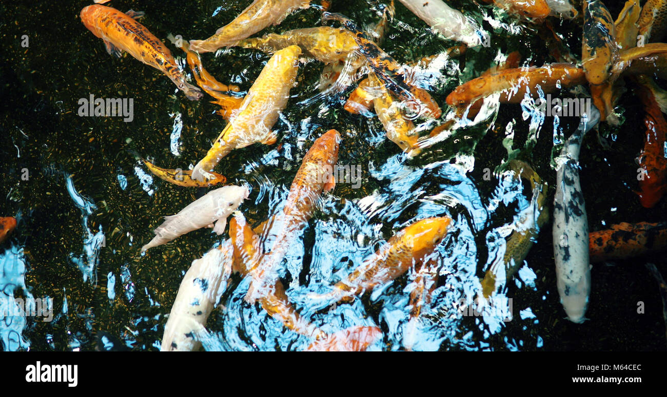 Gruppo di colorati pesci koi nuoto in stagno Foto Stock