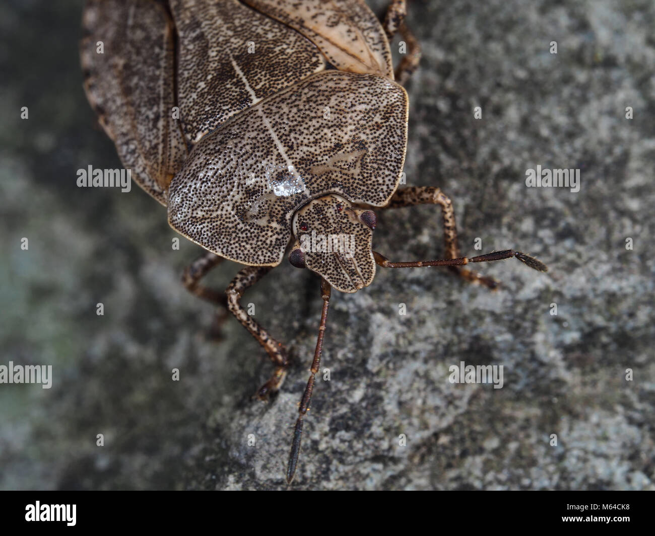 Insertus Menecles stink bug close-up vista di testa, nello stato di New York STATI UNITI D'AMERICA, Ottobre 2017 Foto Stock