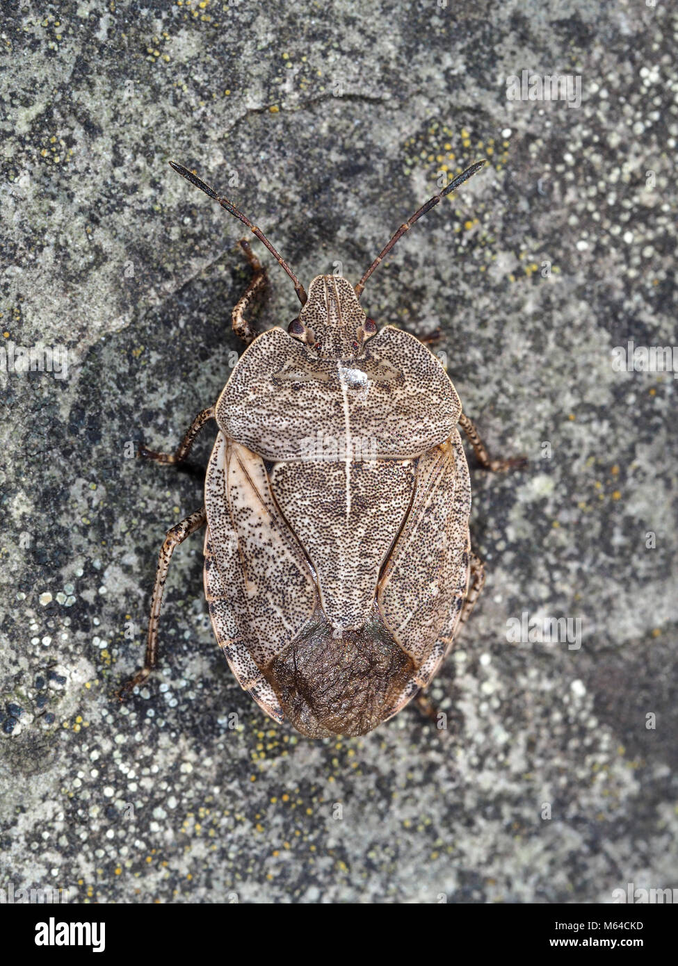 Insertus Menecles stink bug close-up, corpo pieno vista, nello stato di New York STATI UNITI D'AMERICA, Ottobre 2017 Foto Stock