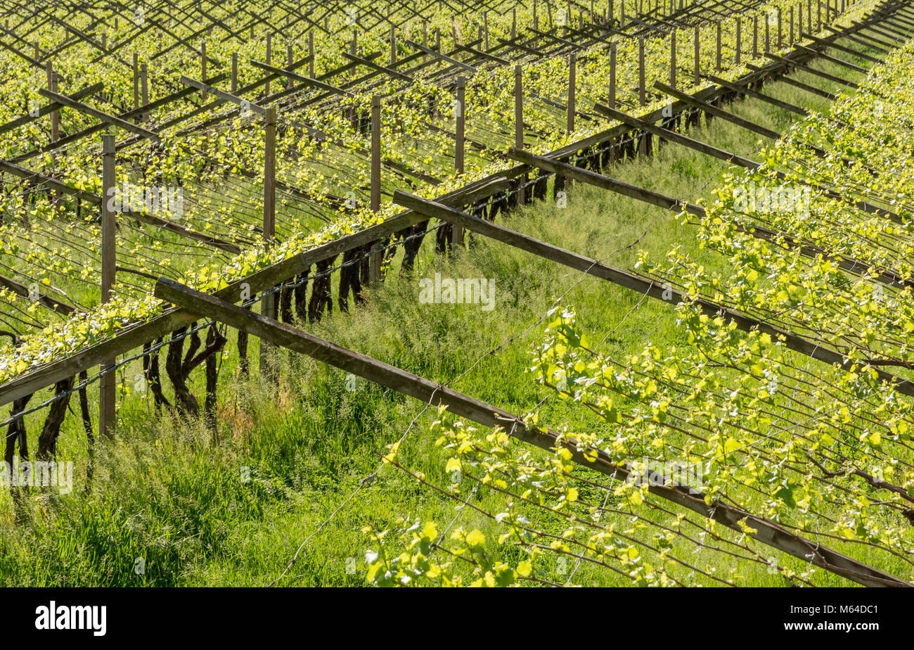 Vigneto nella viticoltura regione Trentino Alto Adige, Italia settentrionale. Vigneto in primavera. Foto Stock